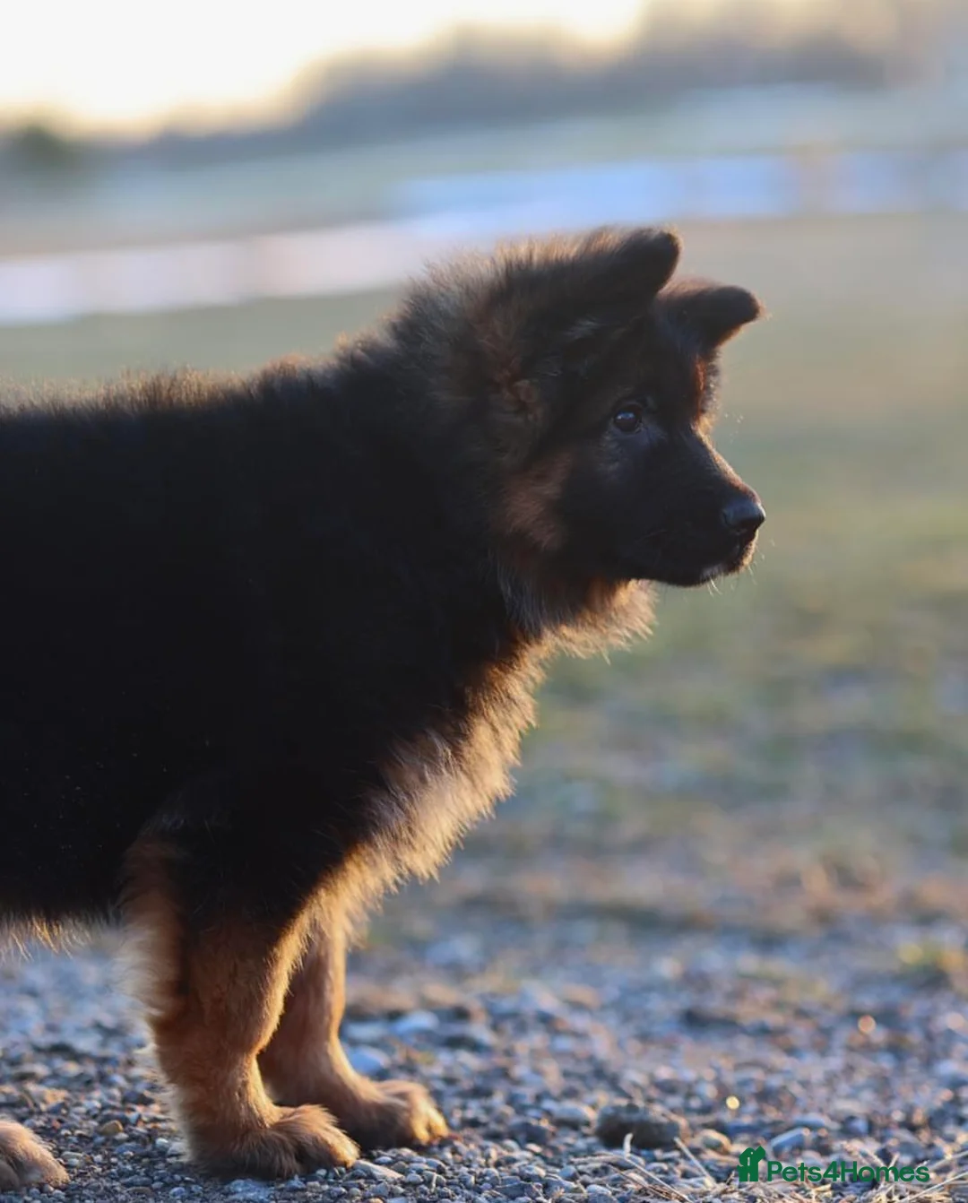 German Shepherd dogs for sale: German Shepherd Dogs!! - Advert 8