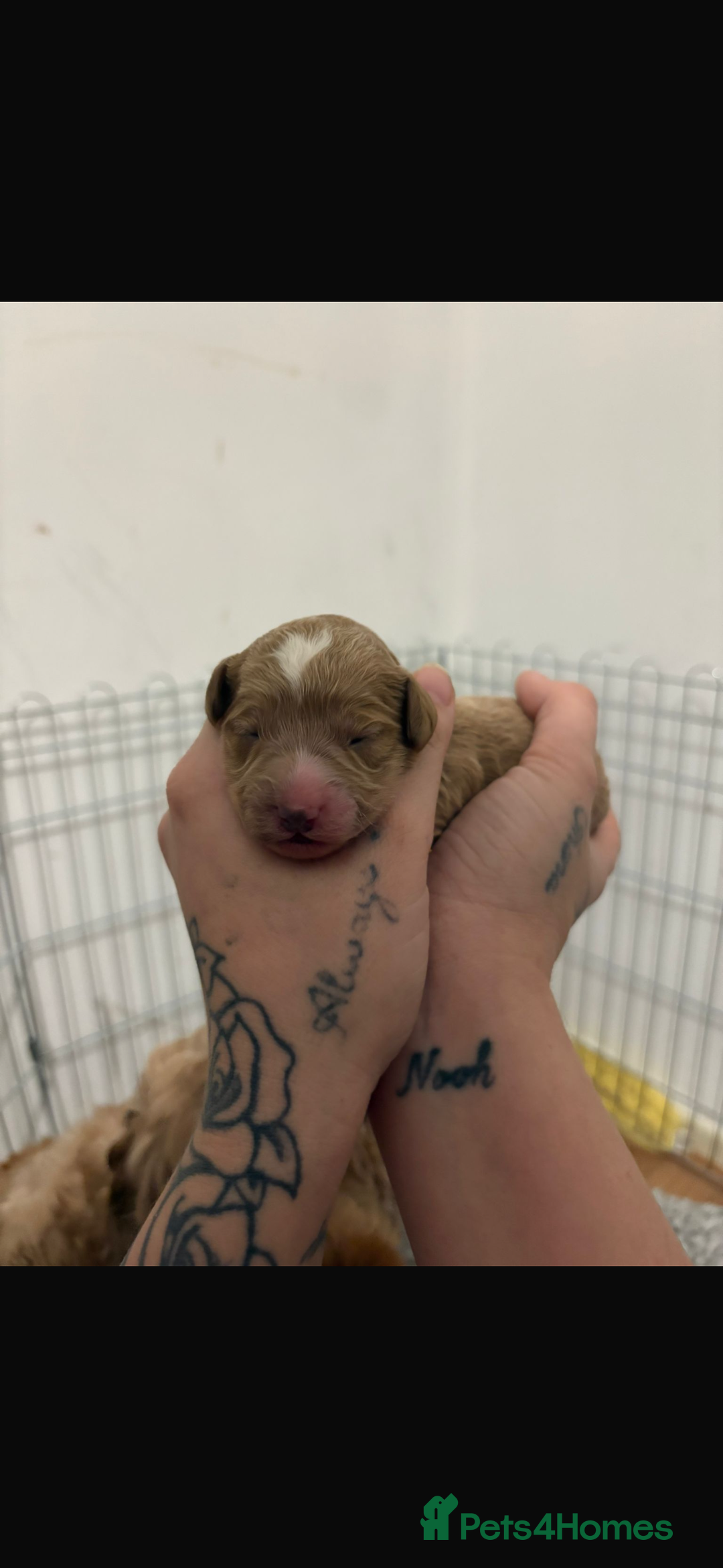 Cavapoo dogs for sale: Stunning f2 cavapoo pups girls and boys  - Advert 8