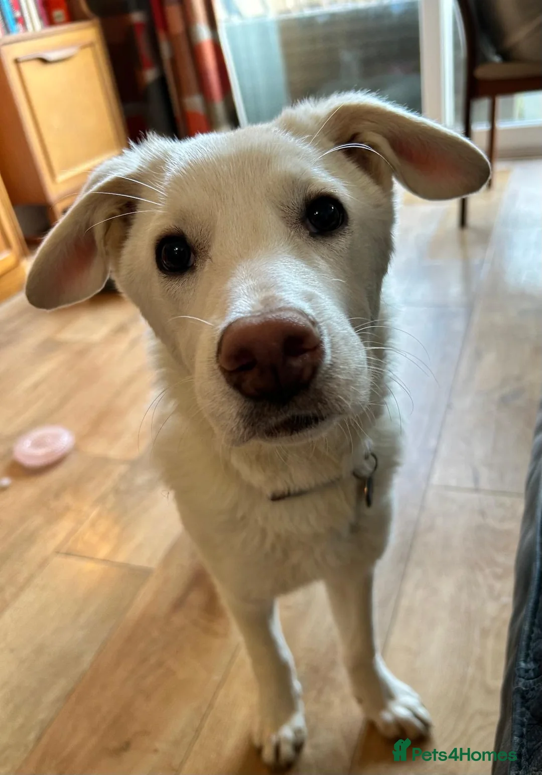 Mixed Breed dogs for adoption: Daisy 🌼  - Advert 1