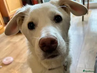 Mixed Breed dogs Daisy 🌼 - Advert 16