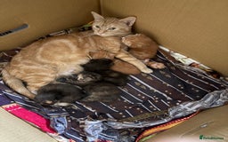 Mixed Breed cats for sale: Beautiful kitten  - Image 7
