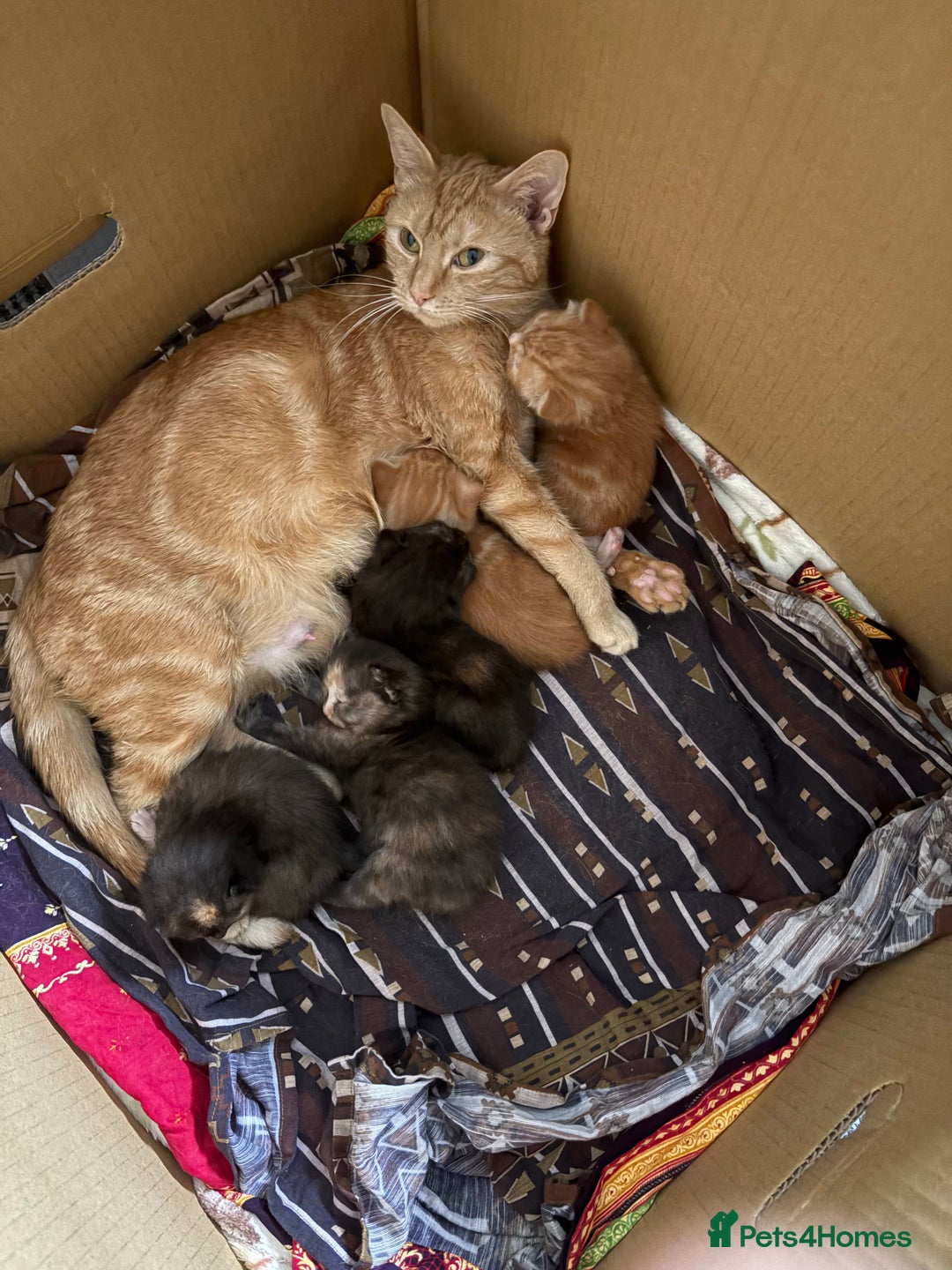 Mixed Breed cats for sale: Beautiful kitten  - Image 7