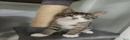 Mixed Breed cats for sale: 5 playful kittens for sale - Advert 19