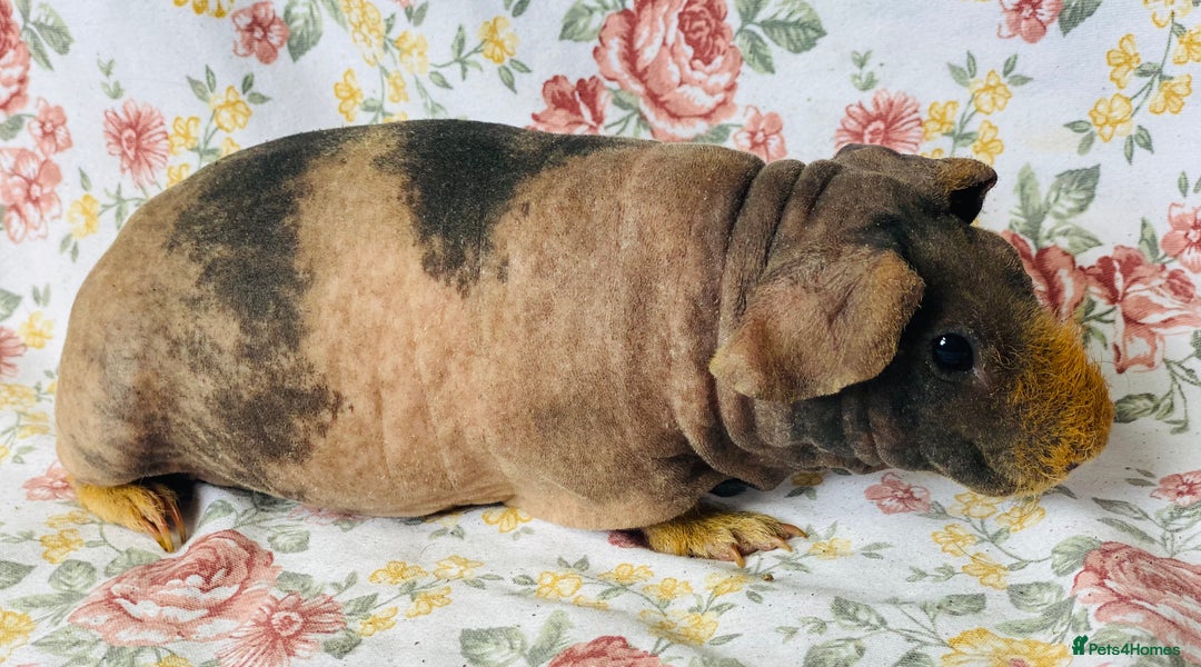 Guinea Pig rodents for sale: Pair of skinny pig baby boys ready now - Image 4