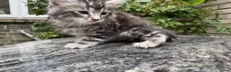 Maine Coon cats for sale: Maine Coon Bengal Cross Kittens - Advert 29