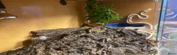 Python Snake reptiles for sale: Pastel Royal python  in Gloucester - Advert 3