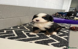 Bernese Mountain Dog dogs for sale: KC Reg Bernese Mountain Dog Puppies - Image 27