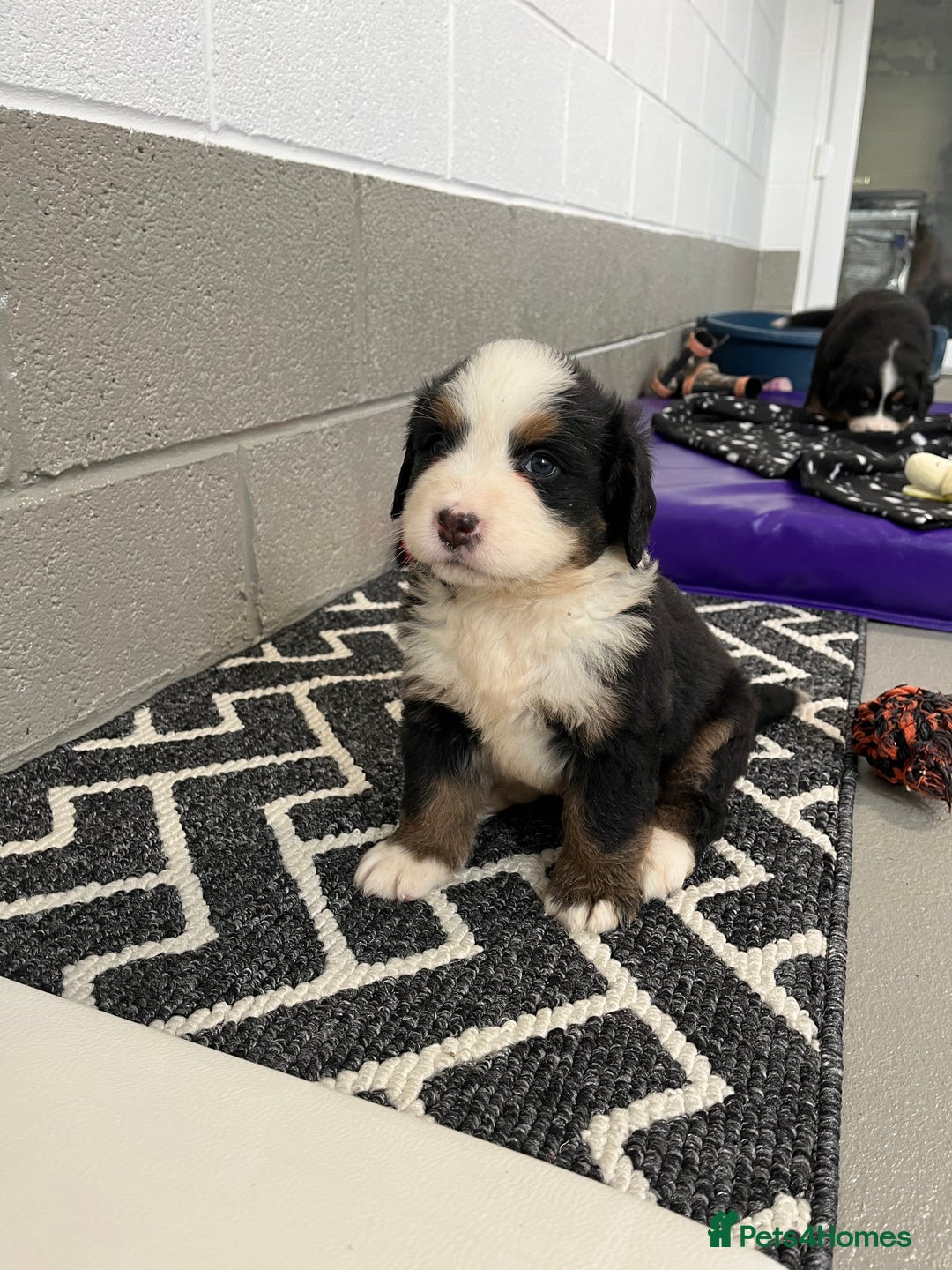 Bernese Mountain Dog dogs for sale: KC Reg Bernese Mountain Dog Puppies - Image 27