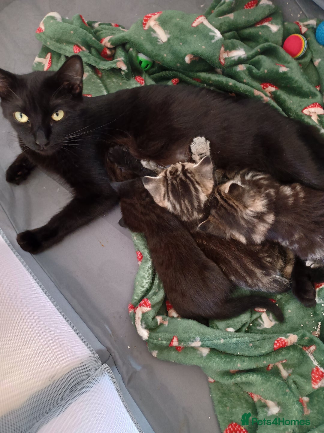 Mixed Breed cats for sale: Bengal Mix Kittens  - Image 6
