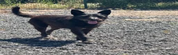 Mixed Breed dogs for adoption: Pascal is looking for a female adult-only home!  - Advert 8