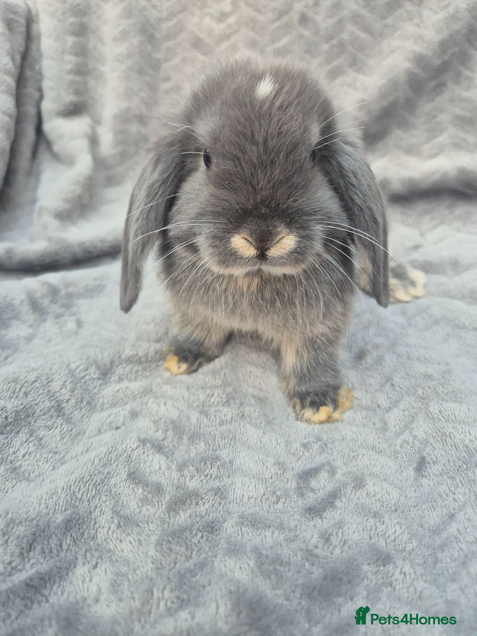 Mini Lop rabbits Beautiful Mini Lop Baby Bunnies  - Advert 1
