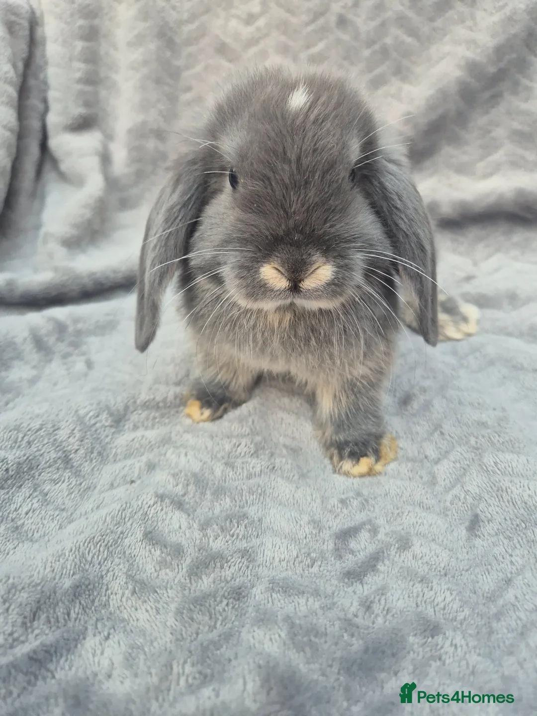 Mini Lop rabbits for sale: Beautiful Mini Lop Baby Bunnies  - Advert 1