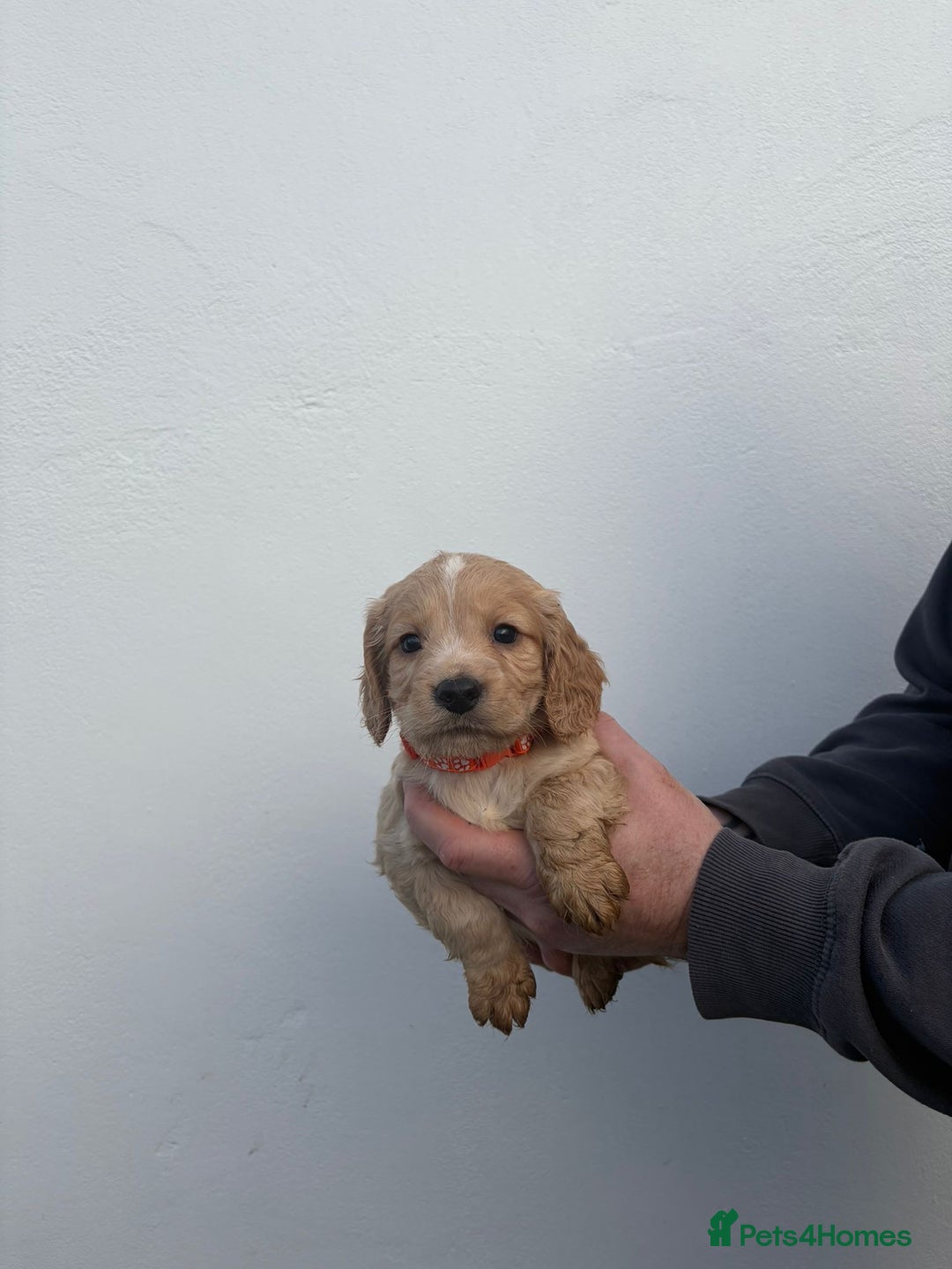 Cocker Spaniel dogs for sale: Cocker spaniels - Advert 6