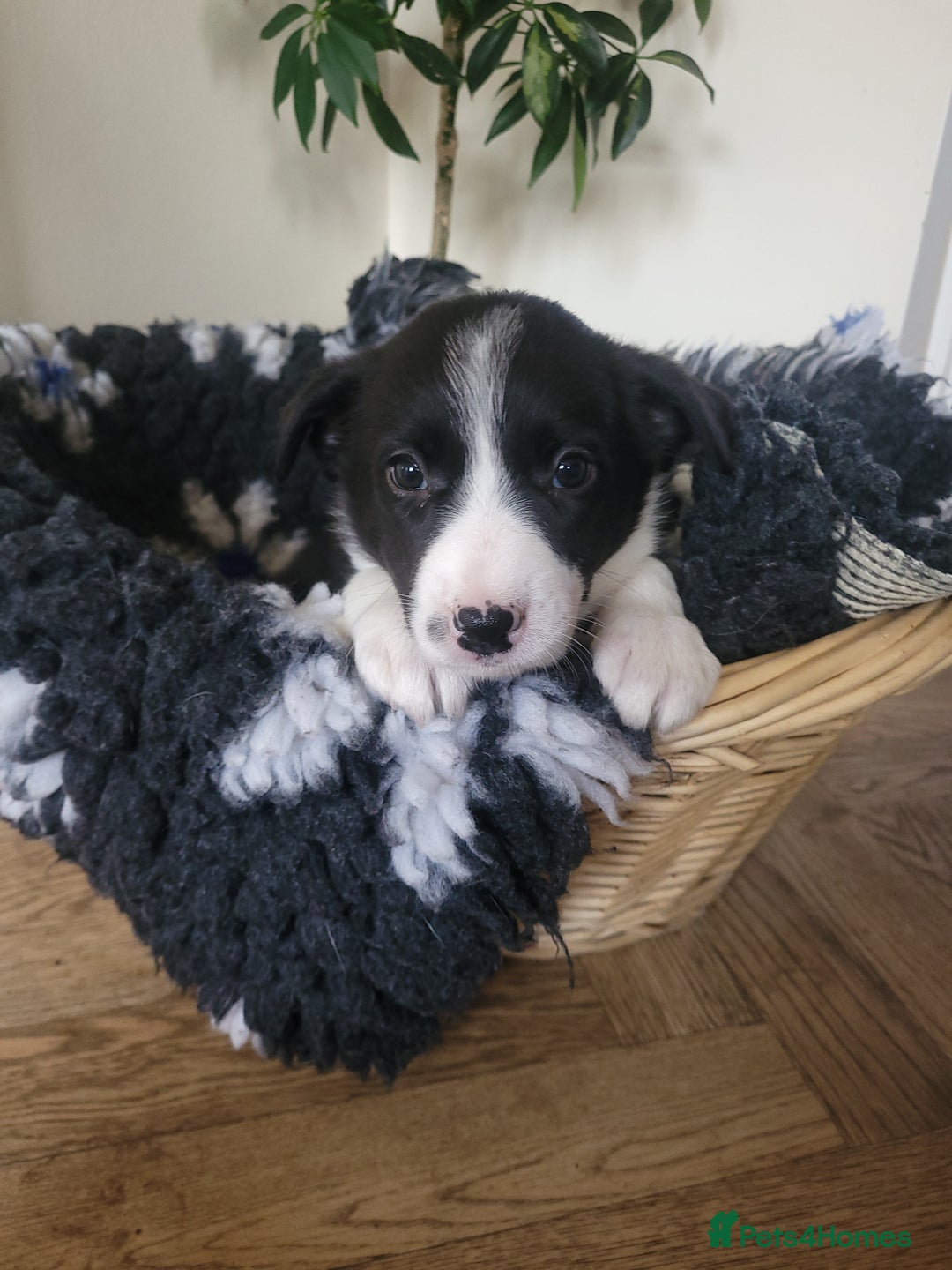 Border Collie dogs for sale: 5 Week old Boarder Collie Puppies - Advert 6