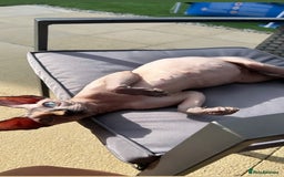 Sphynx cats for sale: Three sphynx kittens  - Image 2