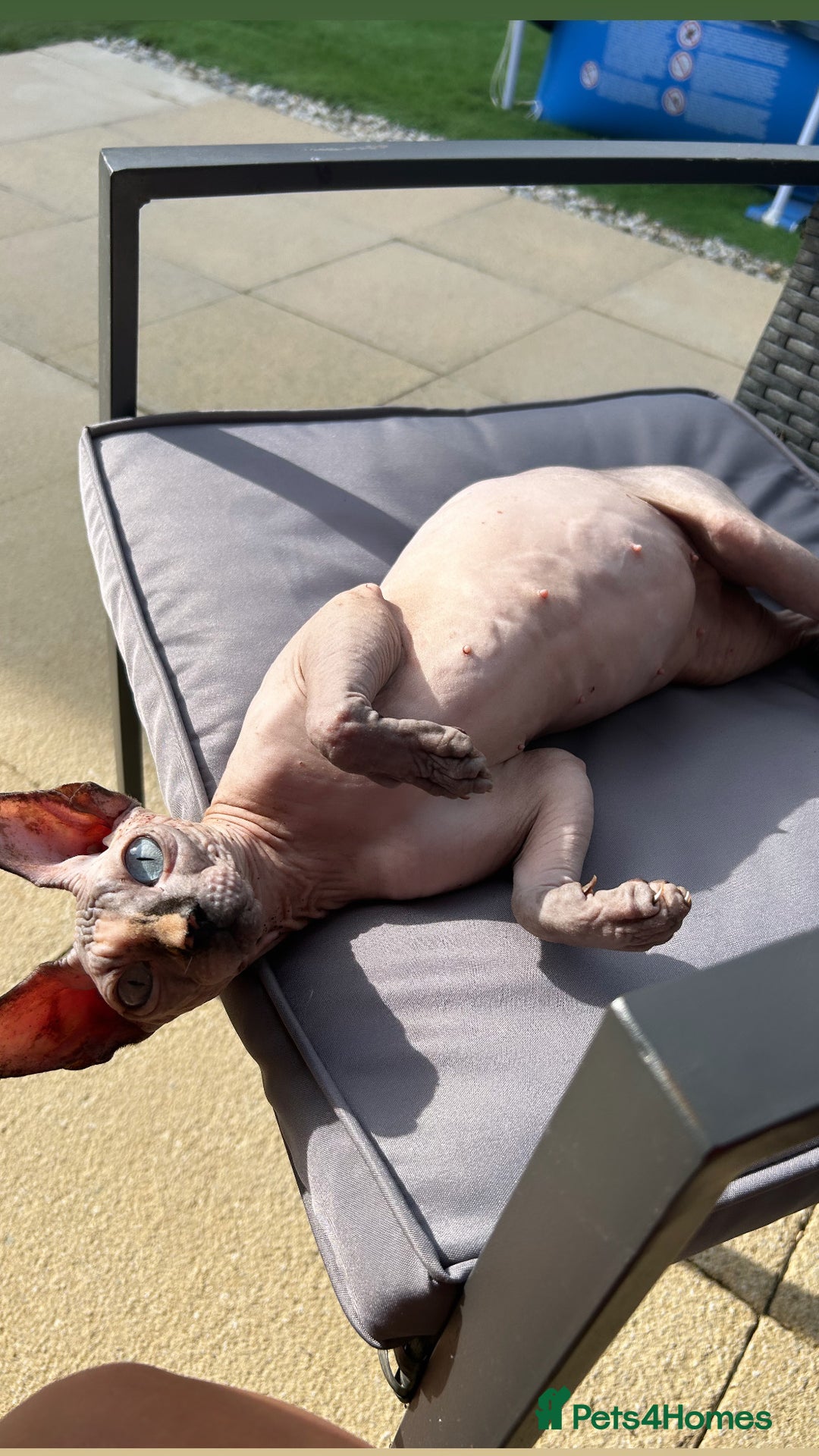 Sphynx cats for sale: Three sphynx kittens  - Image 2