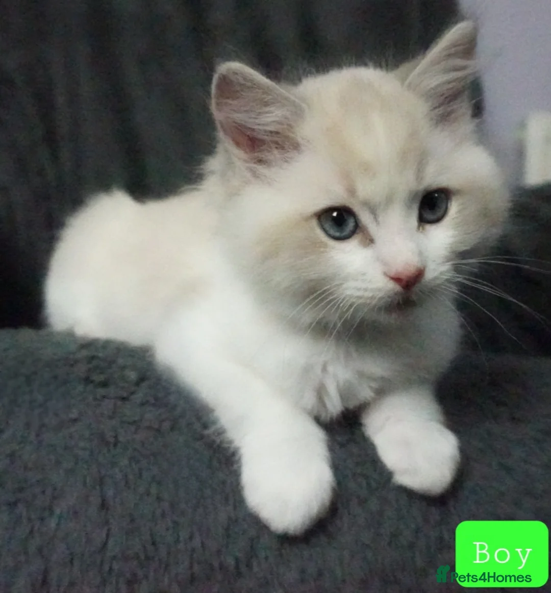 Ragdoll cats for sale: Six Ragdoll Kittens - Advert 23