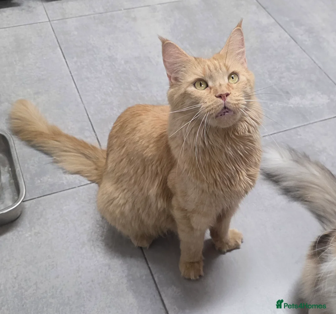 Maine Coon cats for sale: Full Maincoon Kitten ready for her home - Advert 1