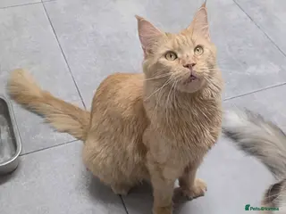 Maine Coon cats Full Maincoon Kitten ready for her home - Advert 4