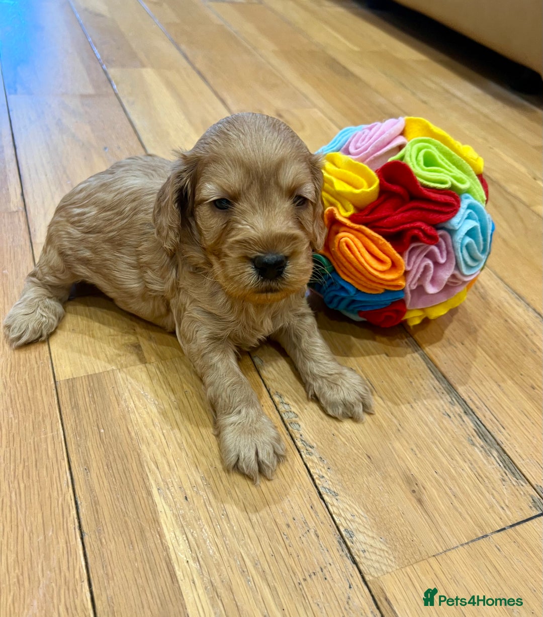 Cockapoo dogs for sale: ♥️Fabulous Toy Cockapoo Puppies Kc Reg Parents - Advert 19