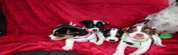 Jack Russell dogs for sale: Five beautiful Jack Russell's - Advert 8