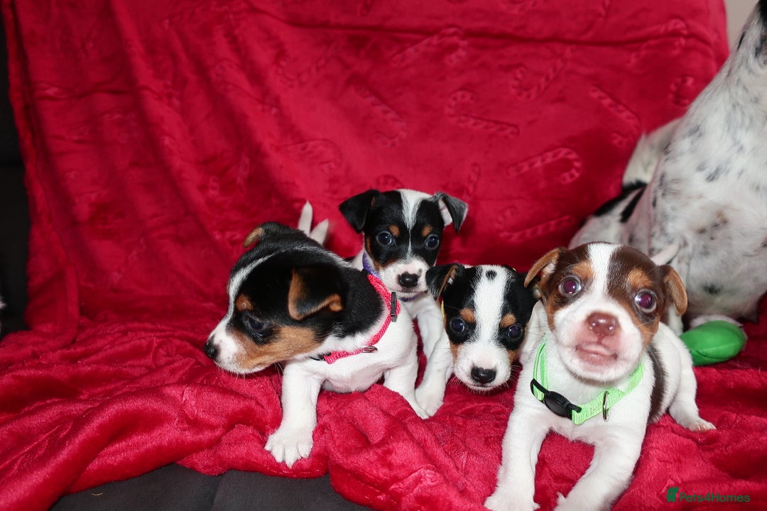 Jack Russell dogs for sale: Five beautiful Jack Russell's - Advert 8