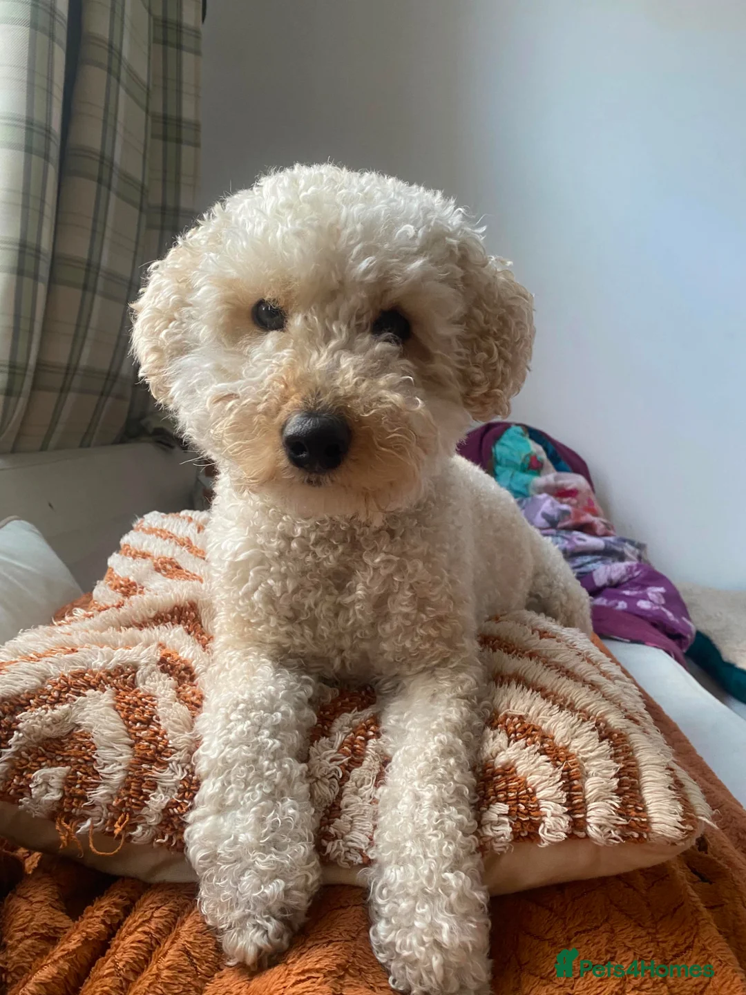 Poochon dogs for sale: Lovable Poodle Bichon (Poochon) - Advert 7