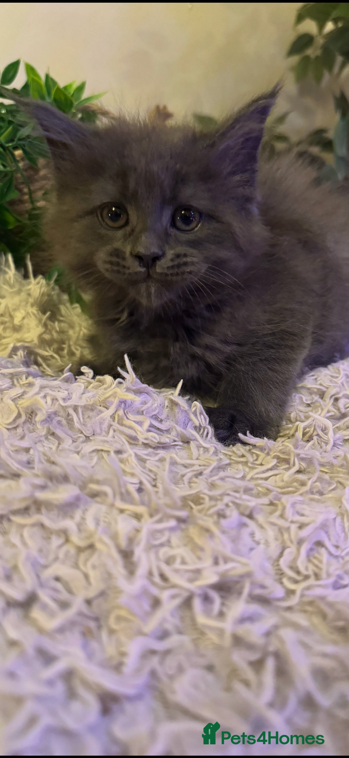 Maine Coon cats Stunning Pure Bred Maine Coons - Advert 1