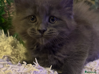 Maine Coon cats Stunning Pure Bred Maine Coons - Advert 1