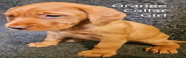 Orange Collar Girl