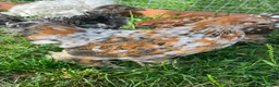 Chickens poultry for sale: Frizzle - pekin bantam pullets - Advert 3
