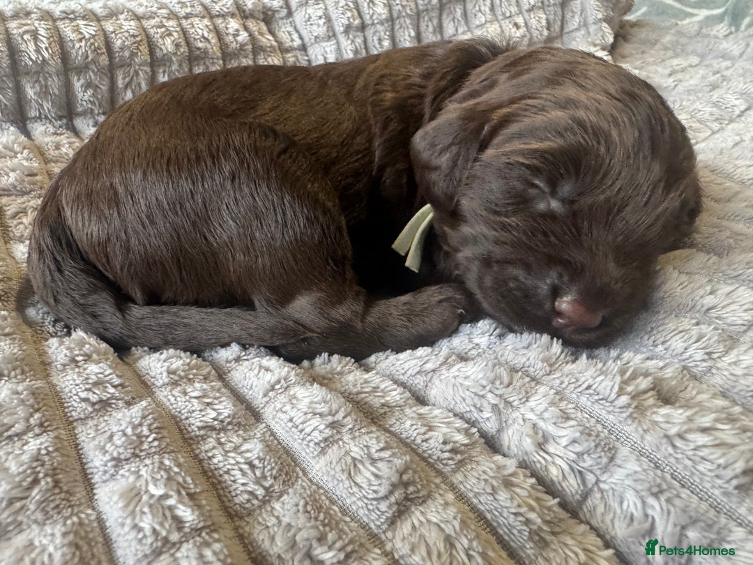 Cockapoo dogs for sale: Cockapoo pups ready 24th Dec healthtested parents  - Advert 2