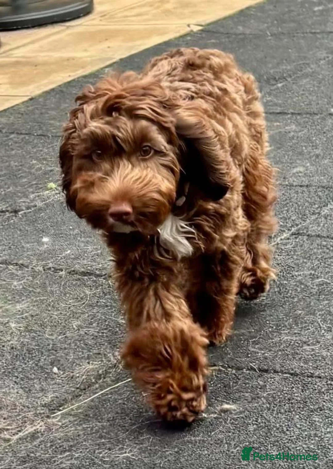 Cockapoo dogs for sale: 7 month old chocolate cockapoo  in Bury Saint Edmunds - Advert 5