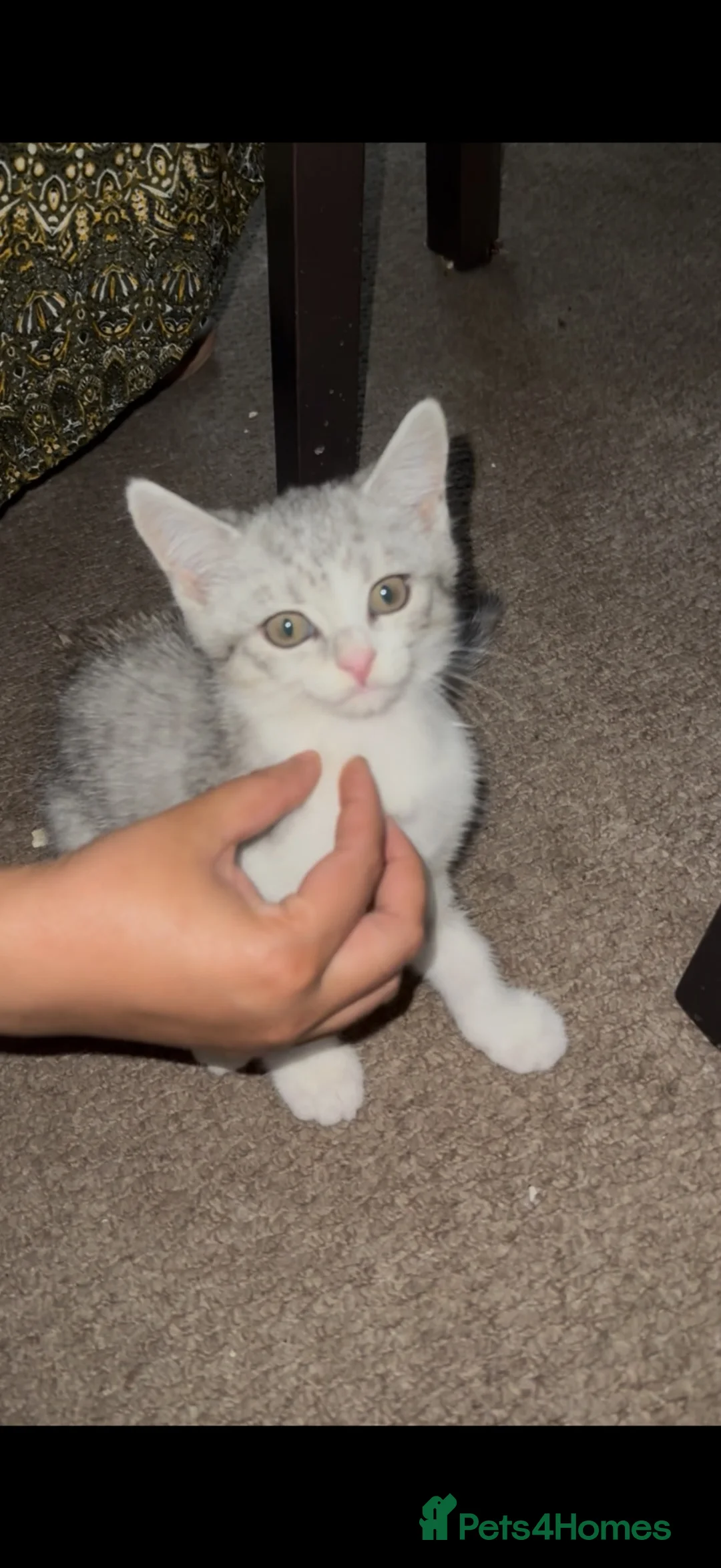 British Shorthair cats for sale: BIG EYES, British short hair mix in Rugby - Advert 2