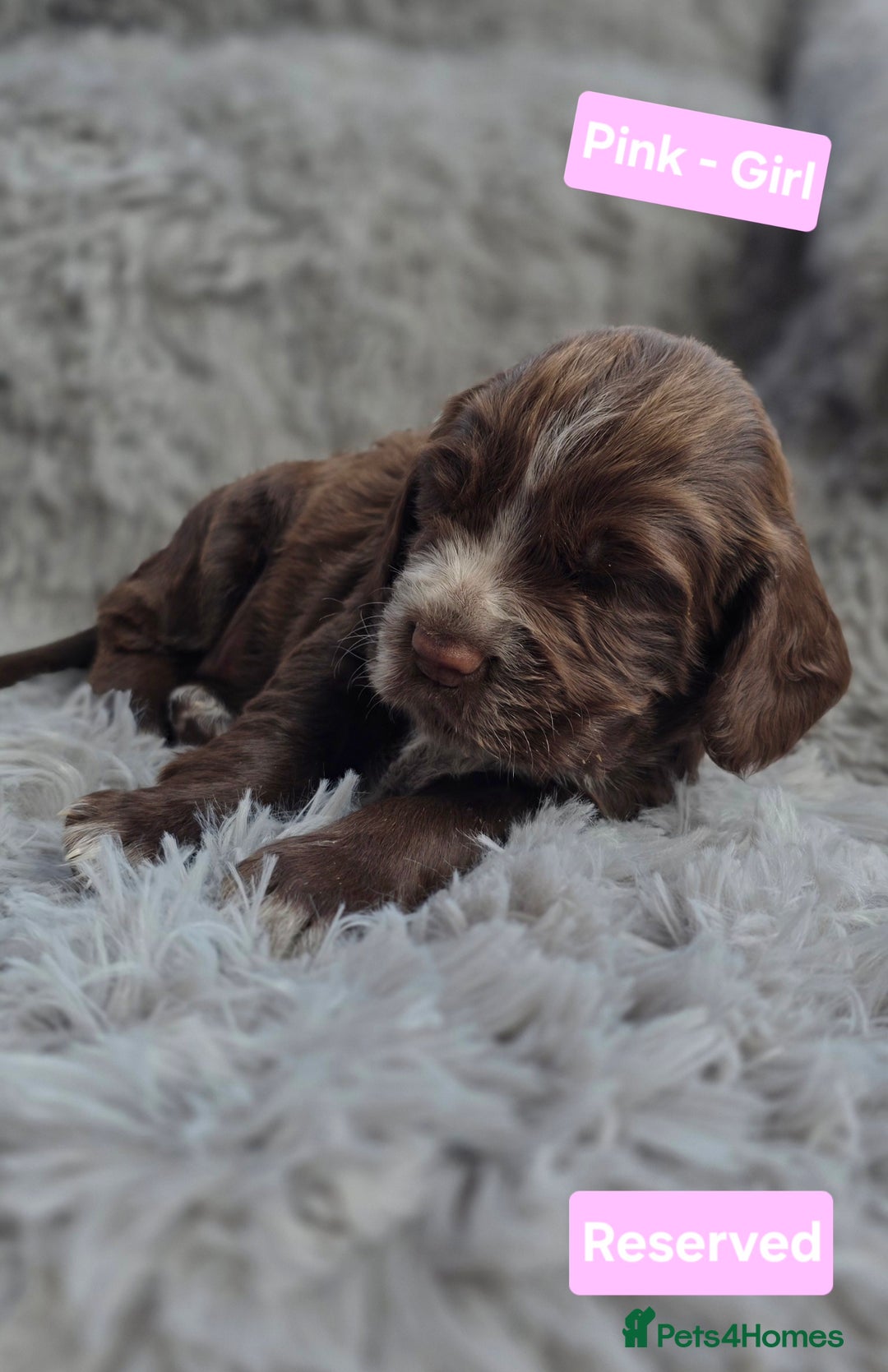 Cocker Spaniel dogs for sale: Exquisite Brown/White Working Cocker Spaniel Pups - Image 15