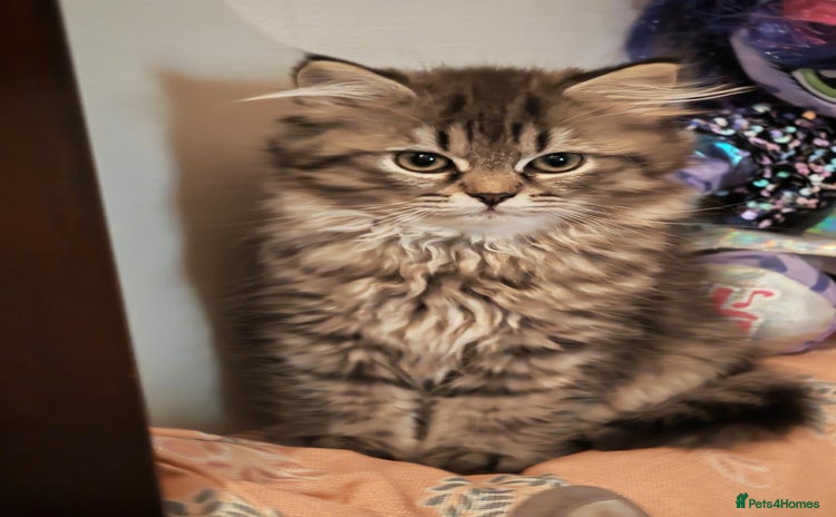 Siberian cats - Advert 1