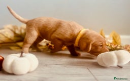 Labrador Retriever dogs for sale: Yellow Labrador Puppies - Image 27