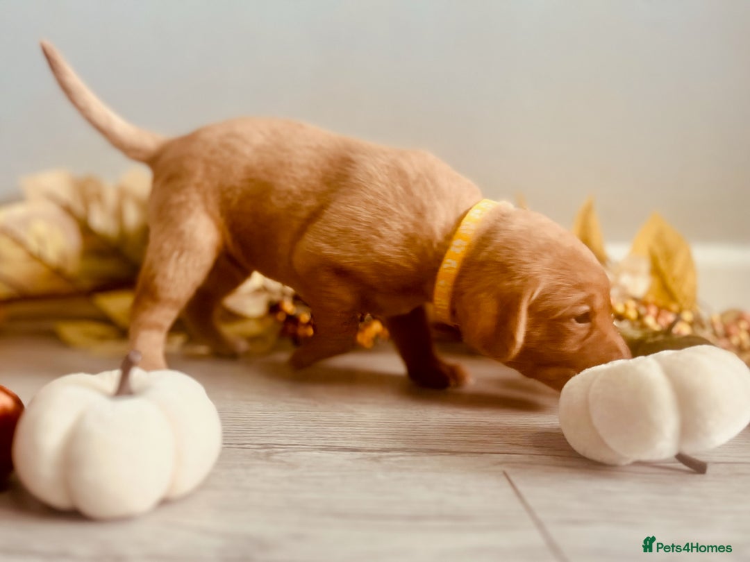 Labrador Retriever dogs for sale: Yellow Labrador Puppies - Image 27