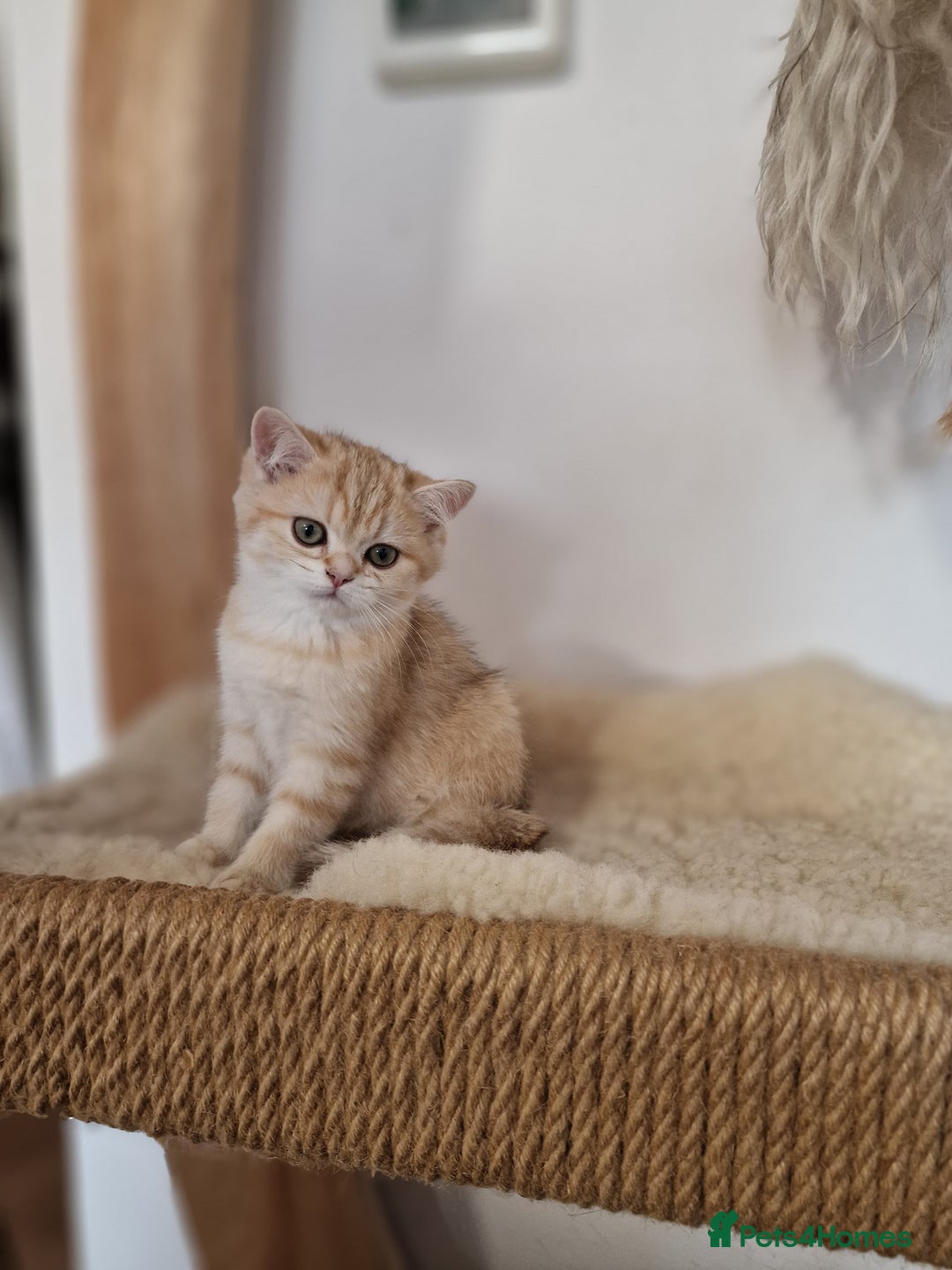 British Shorthair cats for sale: PEDIGREE BRITISH SHORT HAIR READY NOW !!! - Image 12