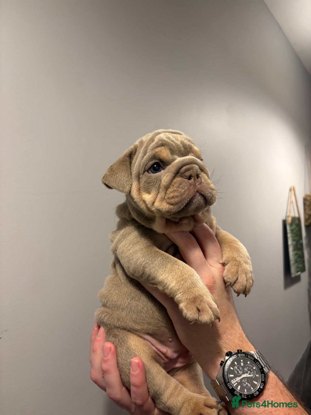 English Bulldog dogs for sale: English Bulldog puppies - Posherbulls bloodlines - Advert 10
