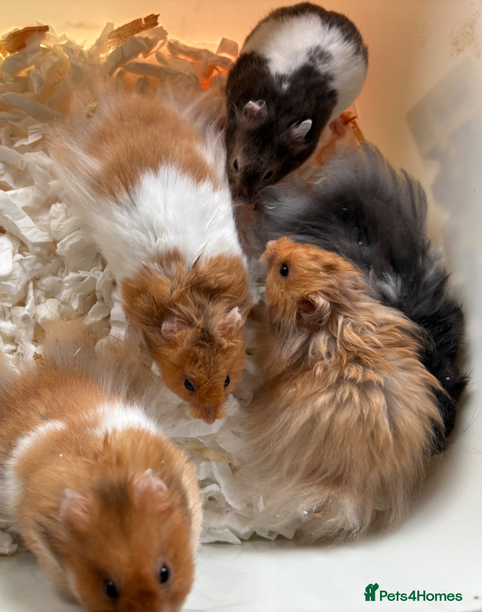 Hamster rodents Super friendly boy Syrian hamsters  - Advert 2