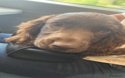 Cocker Spaniel dogs for sale: Cocker Spaniel for sale - Image 2