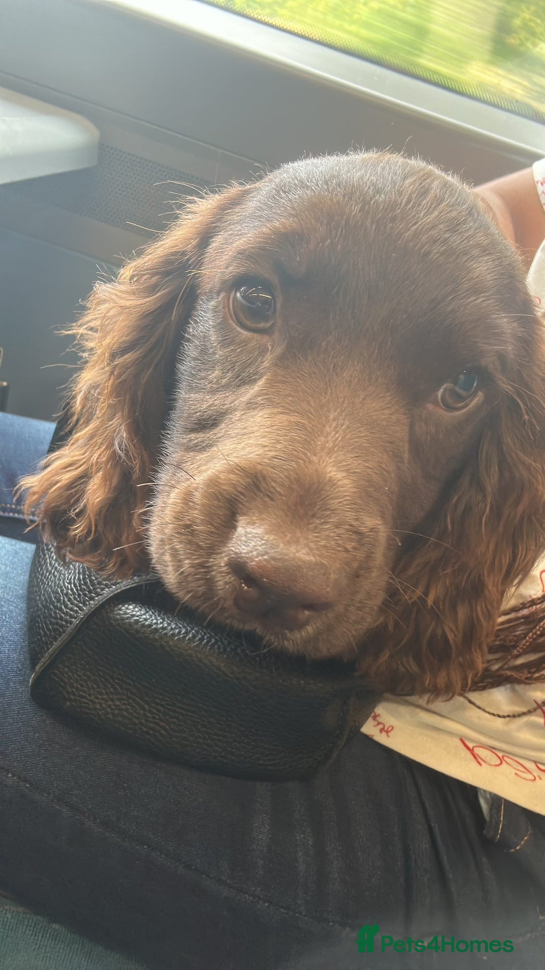Cocker Spaniel dogs for sale: Cocker Spaniel for sale - Image 2
