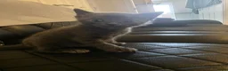 Chartreux cats for sale: Female chartreux kitten in Nottingham - Advert 1