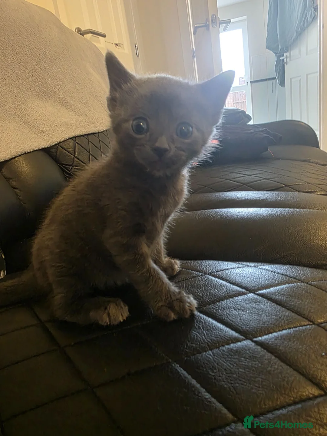 Chartreux cats for sale: Female chartreux kitten in Nottingham - Advert 1