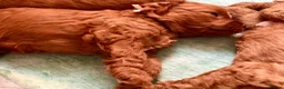 Labradoodle dogs for sale: keiras red fox miniature labradoodles  - Advert 8