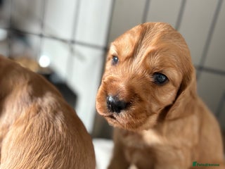 Cocker Spaniel dogs - Advert 36