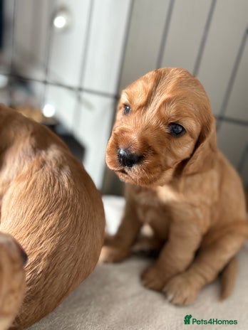 Cocker Spaniel dogs - Advert 7