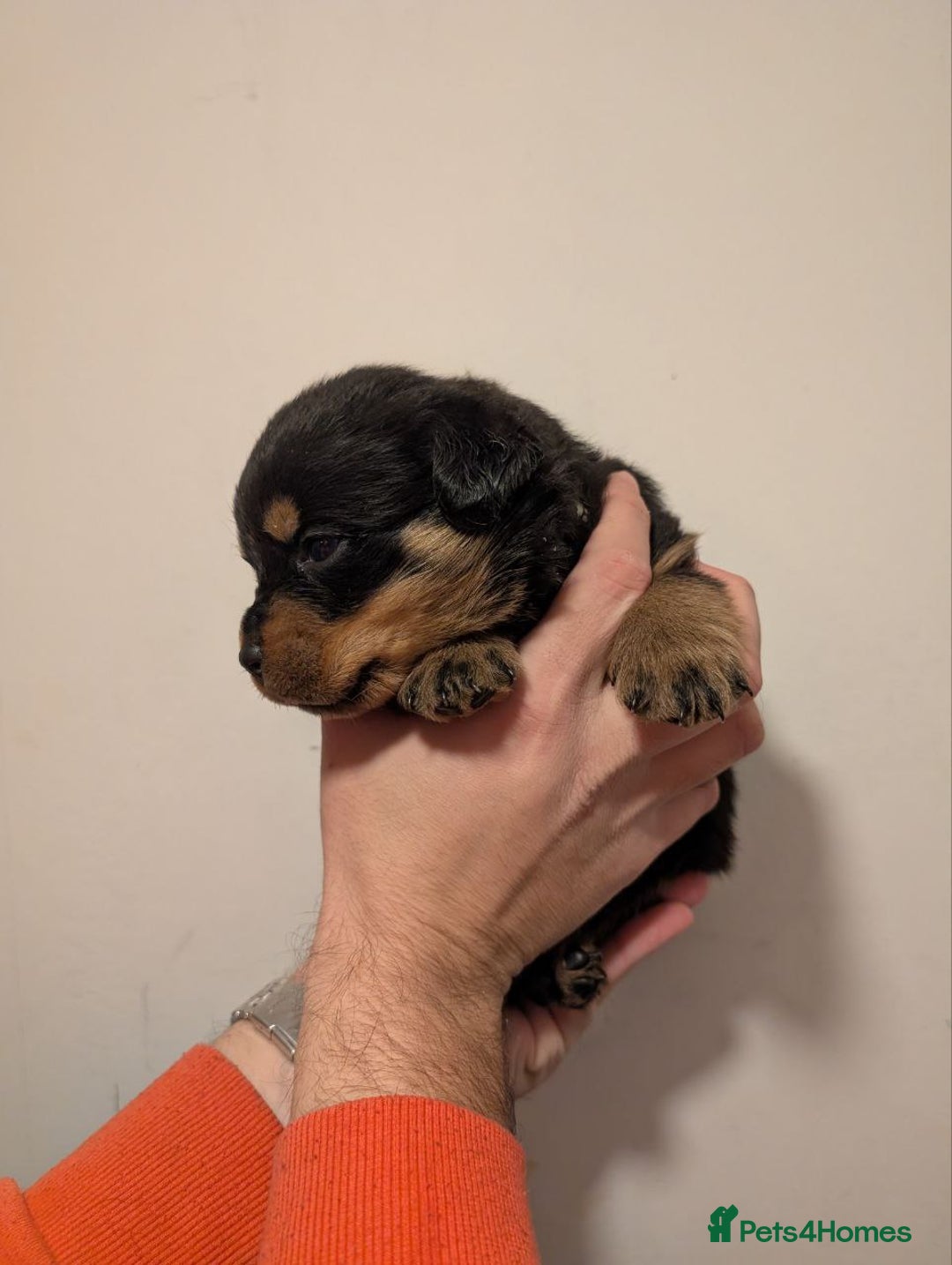 Rottweiler dogs for sale: 🐶 KC Rottweiler Puppies – German ADRK Bloodlines - Advert 28