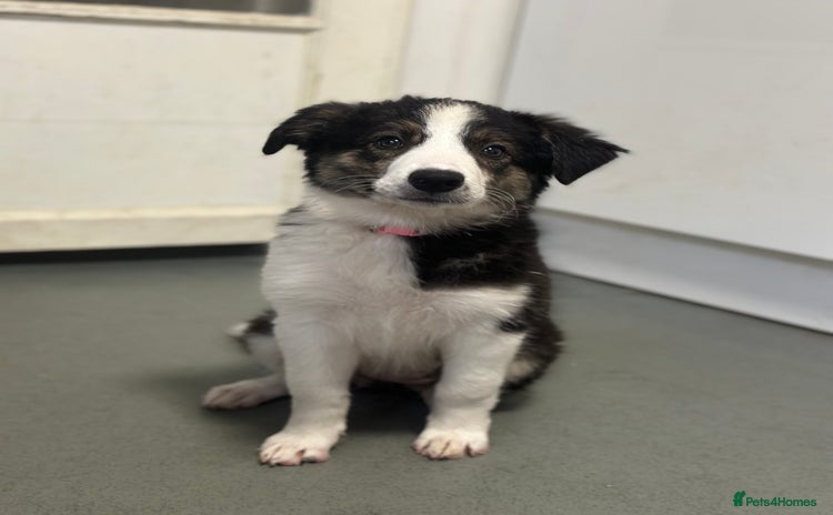 Border Collie dogs in London - Advert 4